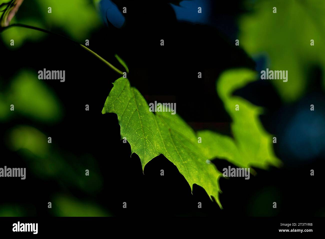 Image haute résolution isolée des feuilles vertes dans la lumière directe du soleil créant des ombres et des textures naturelles différentes Banque D'Images