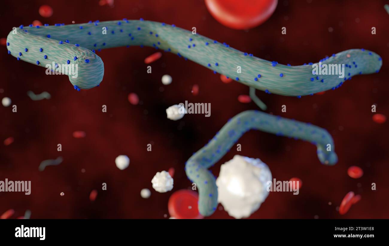 Rendu 3D d'un virus Ebola à l'intérieur d'un corps humain avec des globules rouges et des globules blancs dispersés Banque D'Images