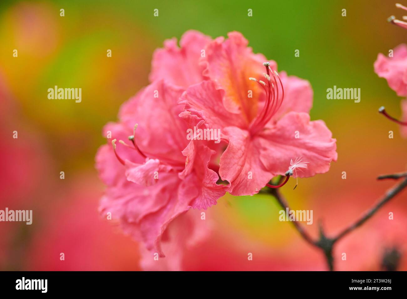 Le rhododendron (Azalée) fleurit au printemps, Bavière, Allemagne Banque D'Images