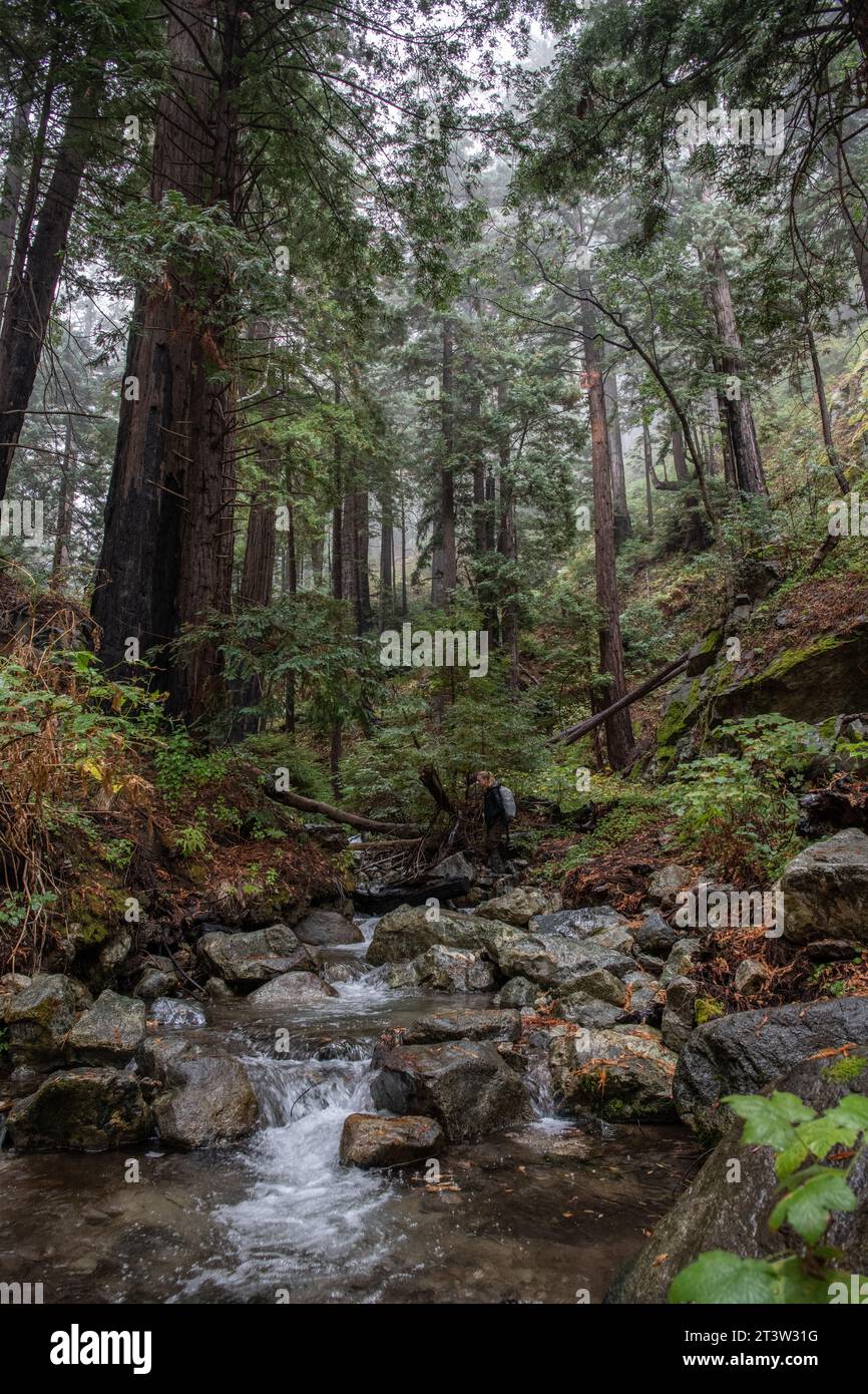 Un ruisseau coule à travers les séquoias dans le parc d'État Julia Pfeiffer Burns à Big sur, comté de Monterey, Californie Banque D'Images