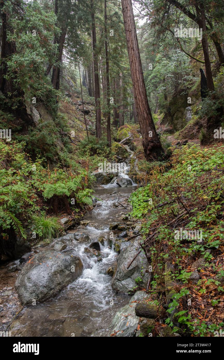 Un ruisseau coule à travers les séquoias dans le parc d'État Julia Pfeiffer Burns à Big sur, comté de Monterey, Californie Banque D'Images