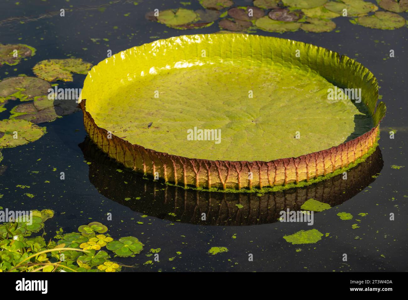 Nénuphars géants Victoria Cruziana au jardin botanique d'Atlanta à Midtown Atlanta, Géorgie. (ÉTATS-UNIS) Banque D'Images