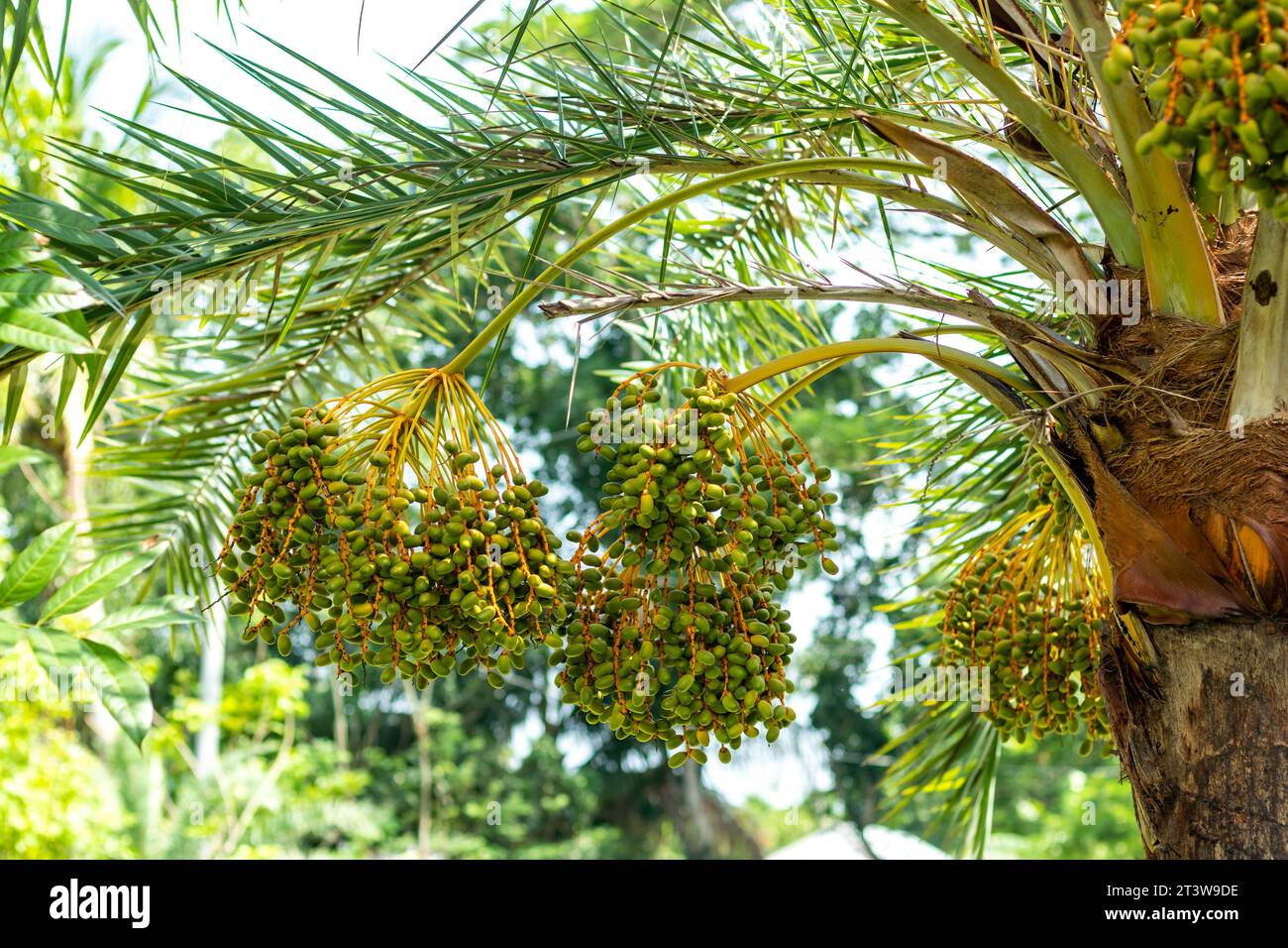 Les dattes vertes et fraîches crues contiennent une grande quantité de minéraux dont le magnésium et le calcium. Le magnésium peut stimuler votre système immunitaire et réduire l'infla Banque D'Images Les dattes vertes et fraîches crues contiennent une grande quantité de minéraux dont le magnésium et le calcium. Le magnésium peut stimuler votre système immunitaire et réduire l'infla Banque D'Images