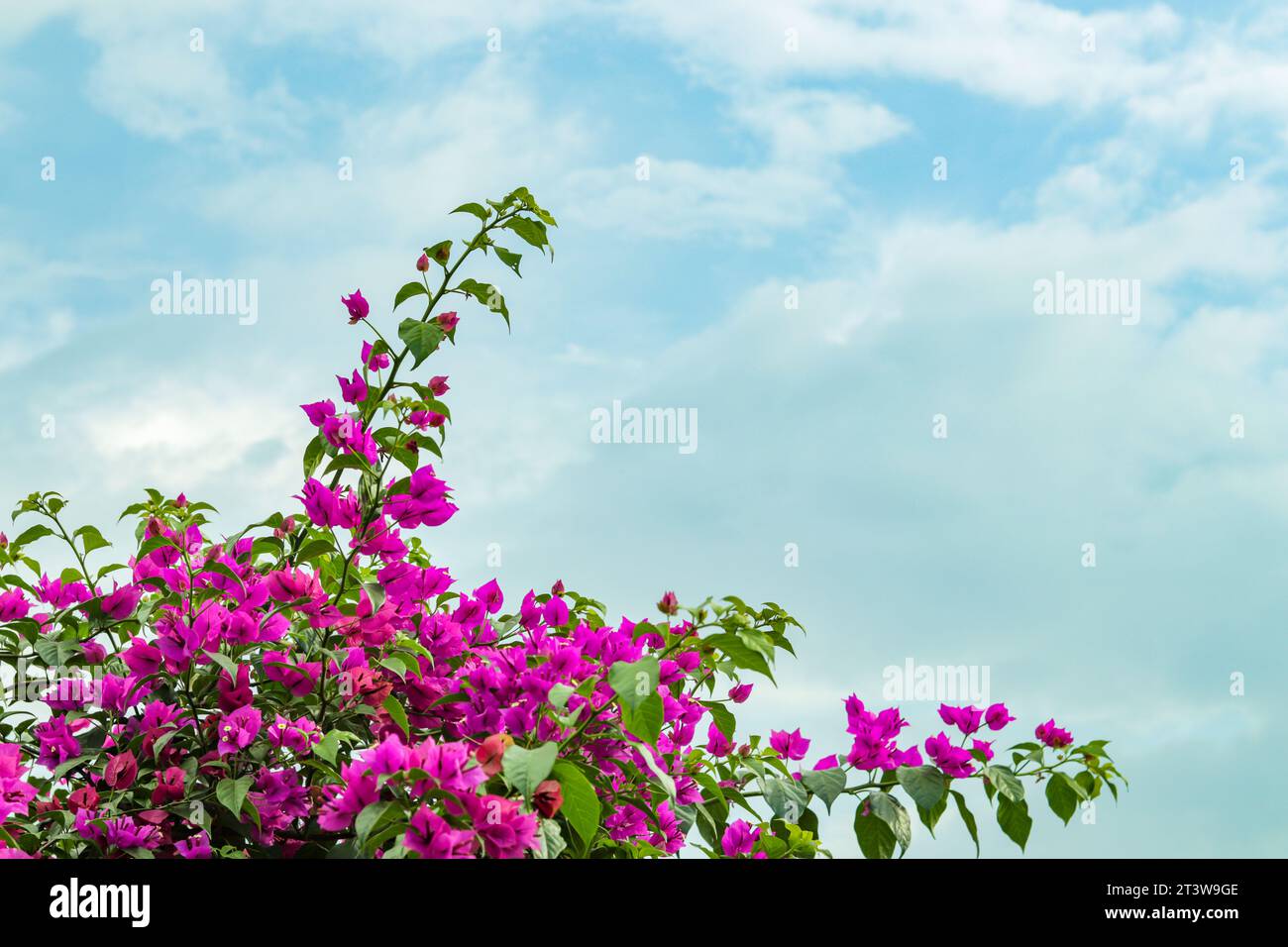 Le Bougainvillier est une fleur ornementale tropicale et subtropicale populaire. Les fleurs de bougainvilliers sont de minuscules fleurs en forme de trompette entourées de Banque D'Images