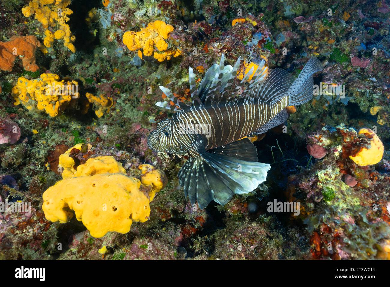 Poisson-lion envahissant, Pterois Miles, Fethiye-Gocek MPA Turquie Banque D'Images