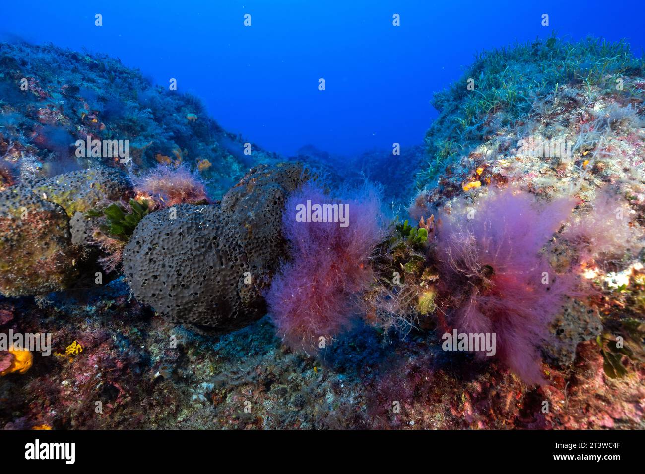 Algues rouges envahissantes, Dudresnaya verticillata, Fethiye-Gocek MPA Turquie. Banque D'Images