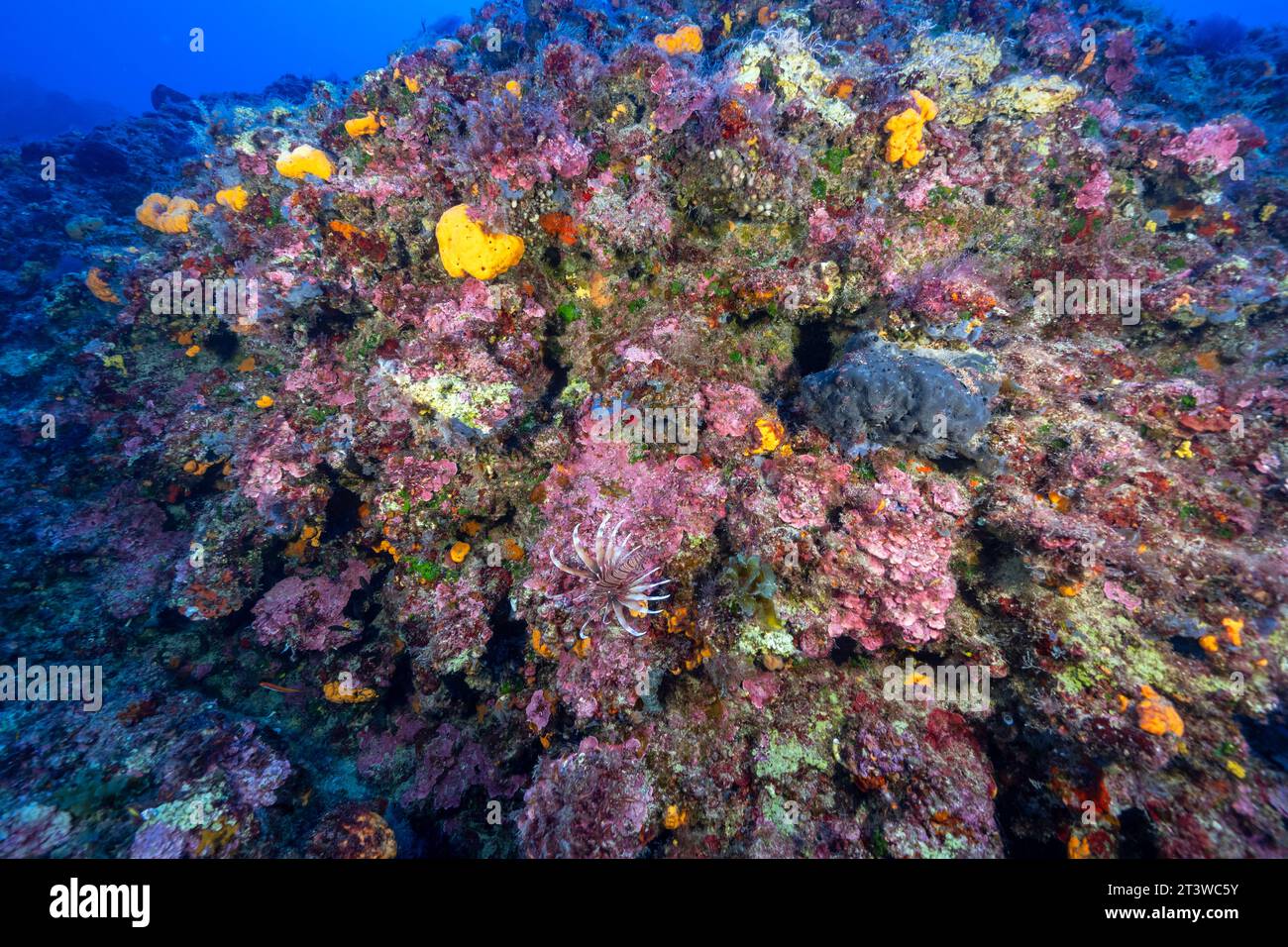 Habitat coralligène avec poissons-lions envahissants, Pterois miles, Fethiye-Gocek MPA dindon. Banque D'Images