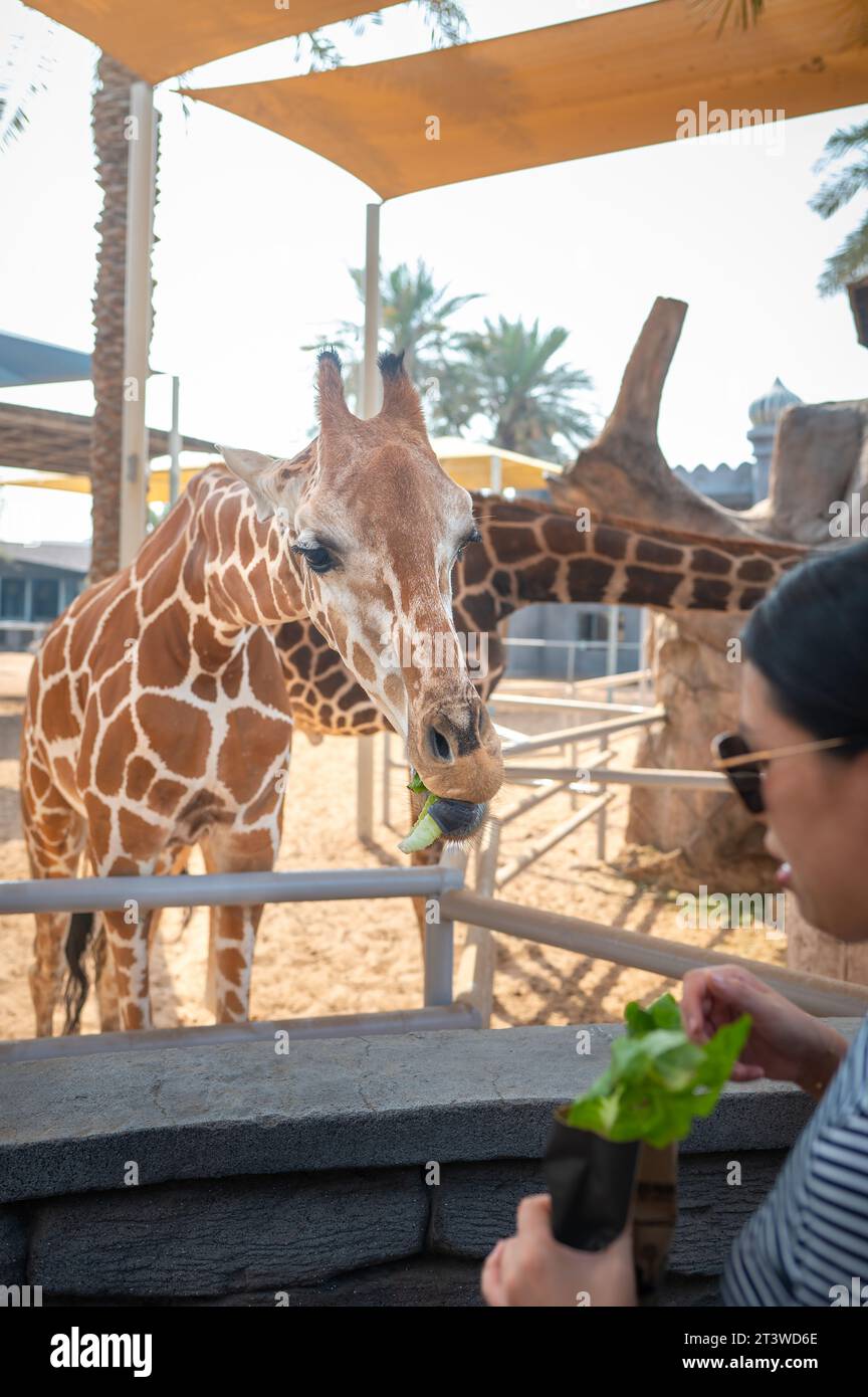 Heureuse jeune femme chinoise regarde et nourrit la girafe avec des légumes au zoo. La femme s'amuse avec les animaux par une journée chaude et ensoleillée Banque D'Images