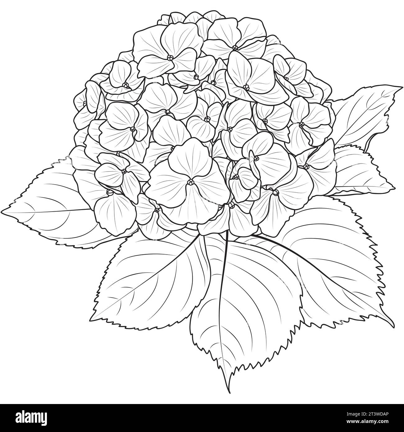 Contour de fleur d'Hydrangea, illustration vectorielle botanique isolée sur fond blanc. Page de coloriage d'hortensia florissante d'art de ligne. Illustration de Vecteur