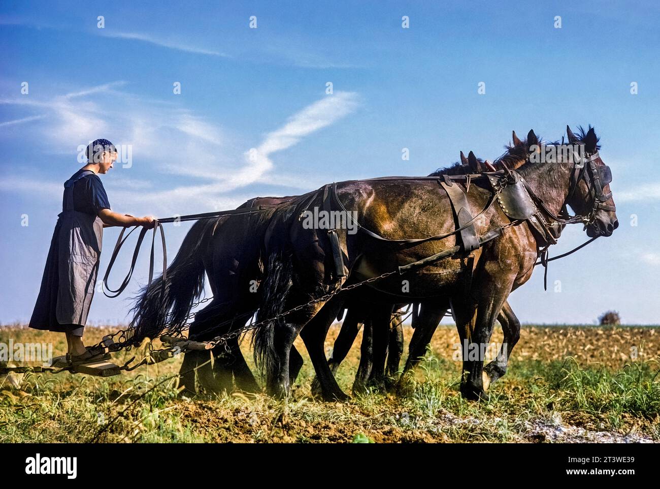 Femme amish labourant, Lancaster Co., Pennsylvanie, USA Banque D'Images