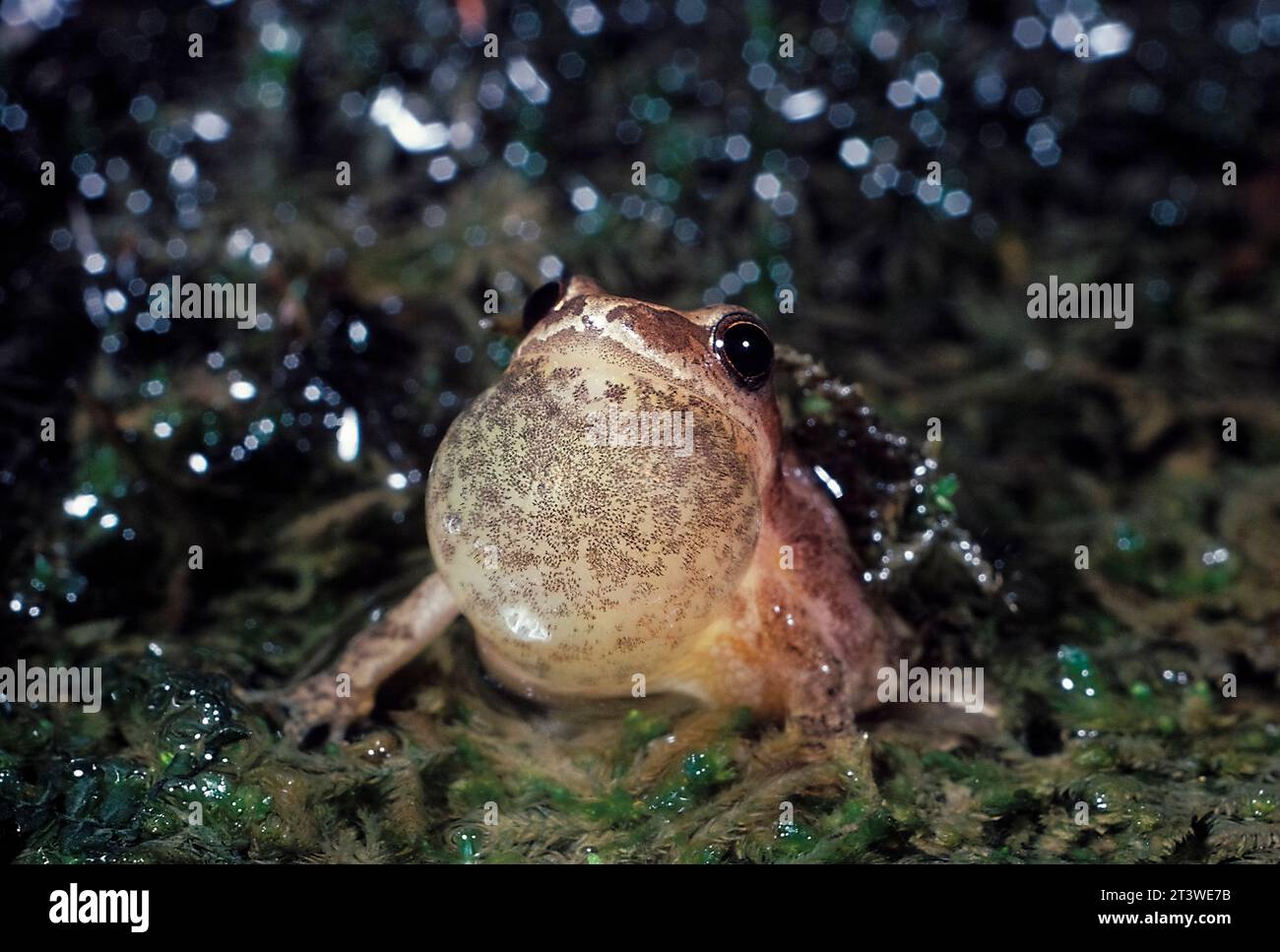 Spring Peeper (Pseudacris crucifer), New Jersey Banque D'Images