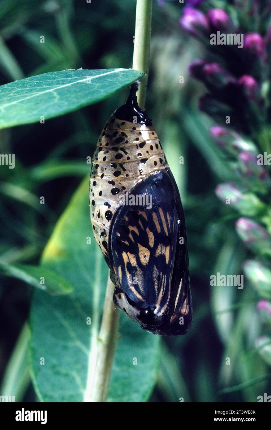 Monarque blanc Chrysalis (Danaus plexippus) Banque D'Images