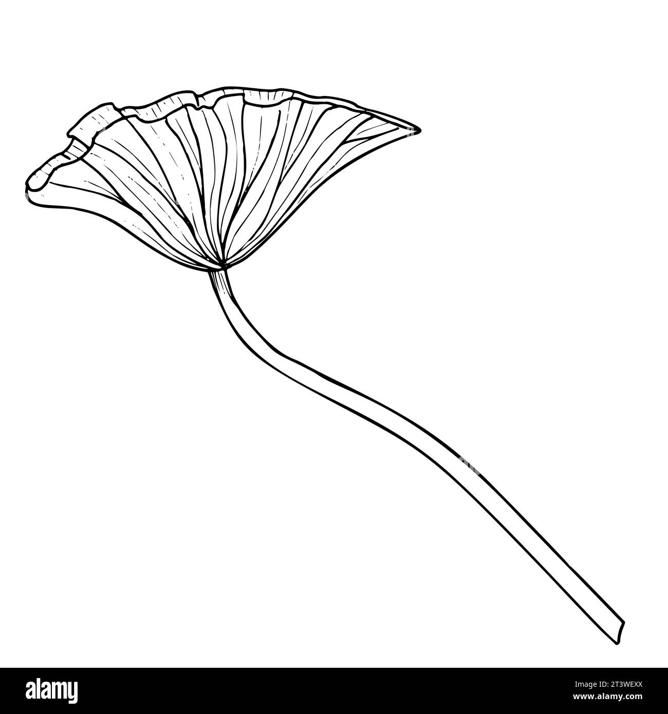 Lotus Leaf. Illustration vectorielle dessinée à la main de la plante. Dessin de verdure de nénuphars d'eau pour icône ou logo dans le style d'art de ligne. Croquis de flore exotique pour spa ou design zen. Gravure d'herbes asiatiques tropicales. Illustration de Vecteur