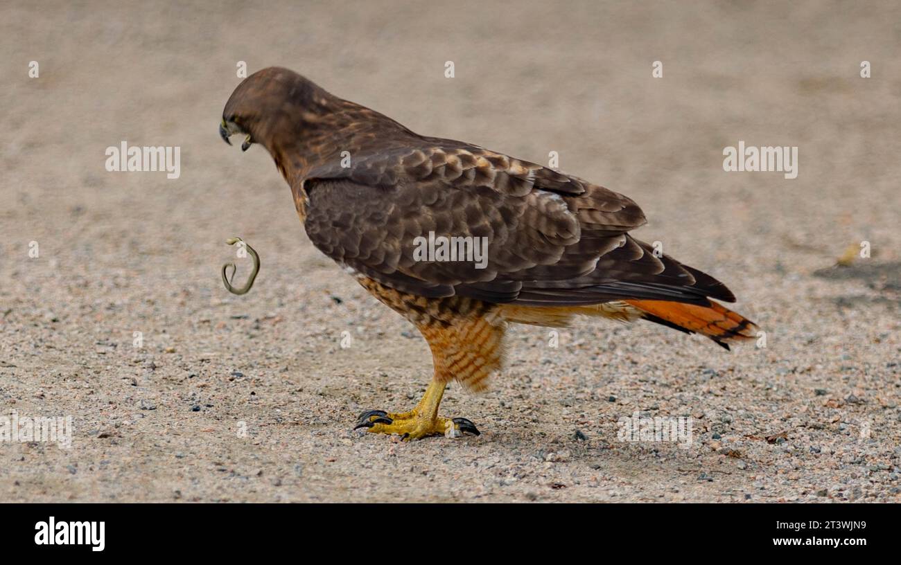 Un faucon perché au sommet d'une branche d'arbre, saisissant un serpent tordu dans ses talons Banque D'Images
