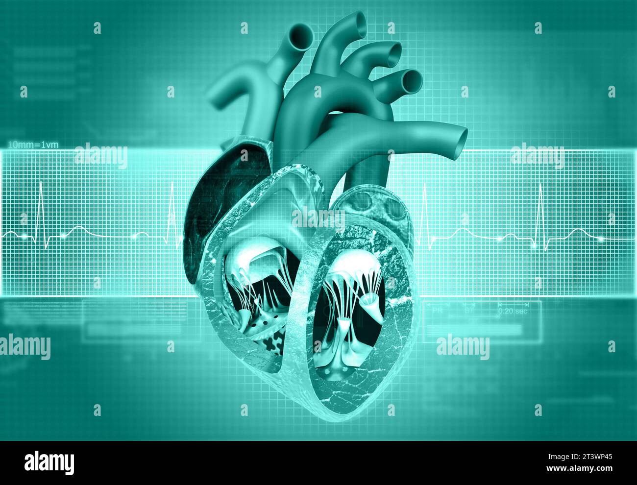 Anatomie du cœur humain avec fond de graphique ecg. illustration 3d. Banque D'Images