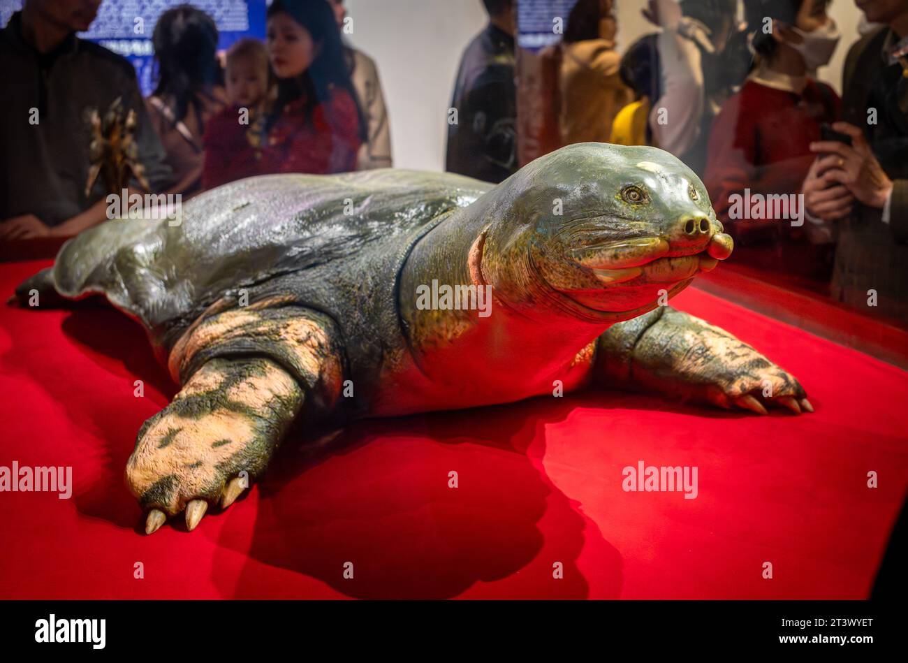 Une tortue Swinhoe (Rafetus swinhoei) préservée exposée au temple Ngoc son, Hoan Kiem, Hanoi, Vietnam. La tortue vénérée, qui vivait en H. Banque D'Images