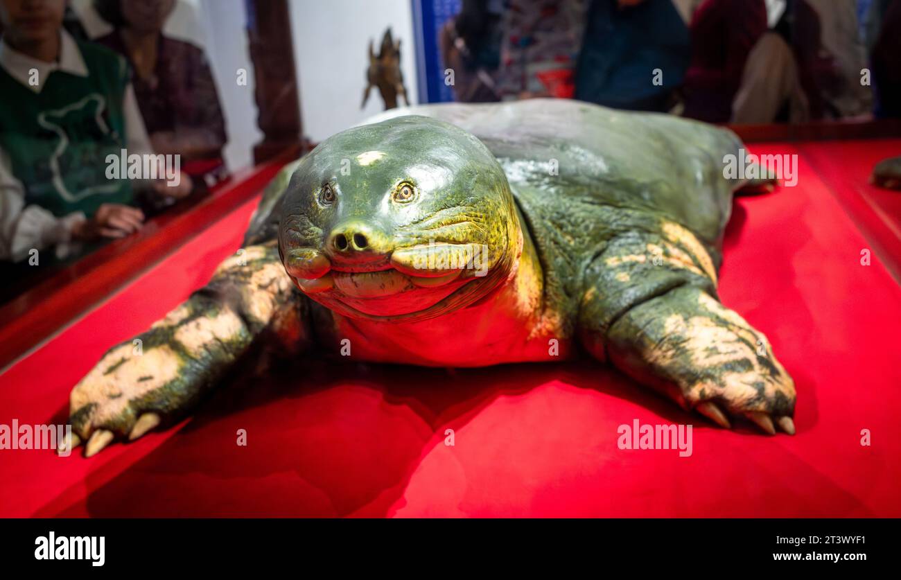 Une tortue Swinhoe (Rafetus swinhoei) préservée exposée au temple Ngoc son, Hoan Kiem, Hanoi, Vietnam. La tortue vénérée, qui vivait en H. Banque D'Images