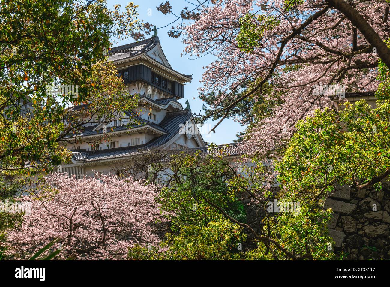 Donjon principal du château de Kokura avec des cerisiers en fleurs à Kitakyushu, Fukuoka, Japon Banque D'Images