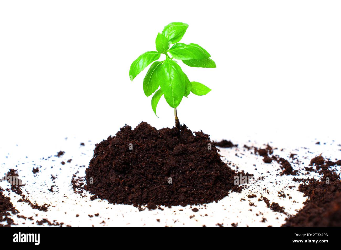 Gros plan d'un jeune plant dans un tas d'un sol fertile isolé sur fond blanc. Concept lié à la transplantation de semis. Banque D'Images