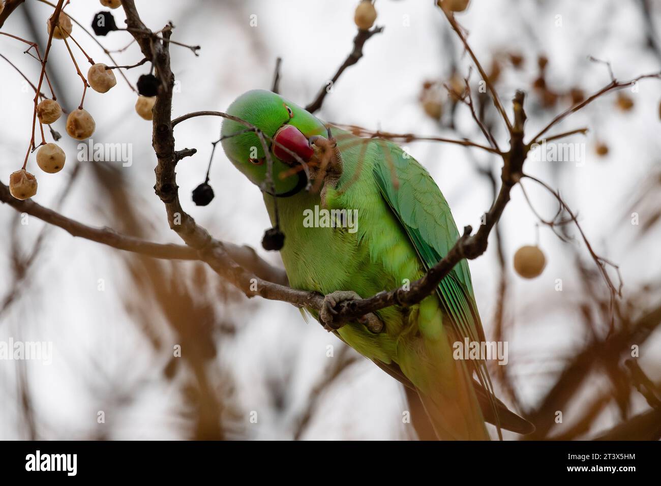 Parakeet rosé se nourrissant de la branche d'un arbre à Madrid, cet oiseau est une espèce envahissante Banque D'Images