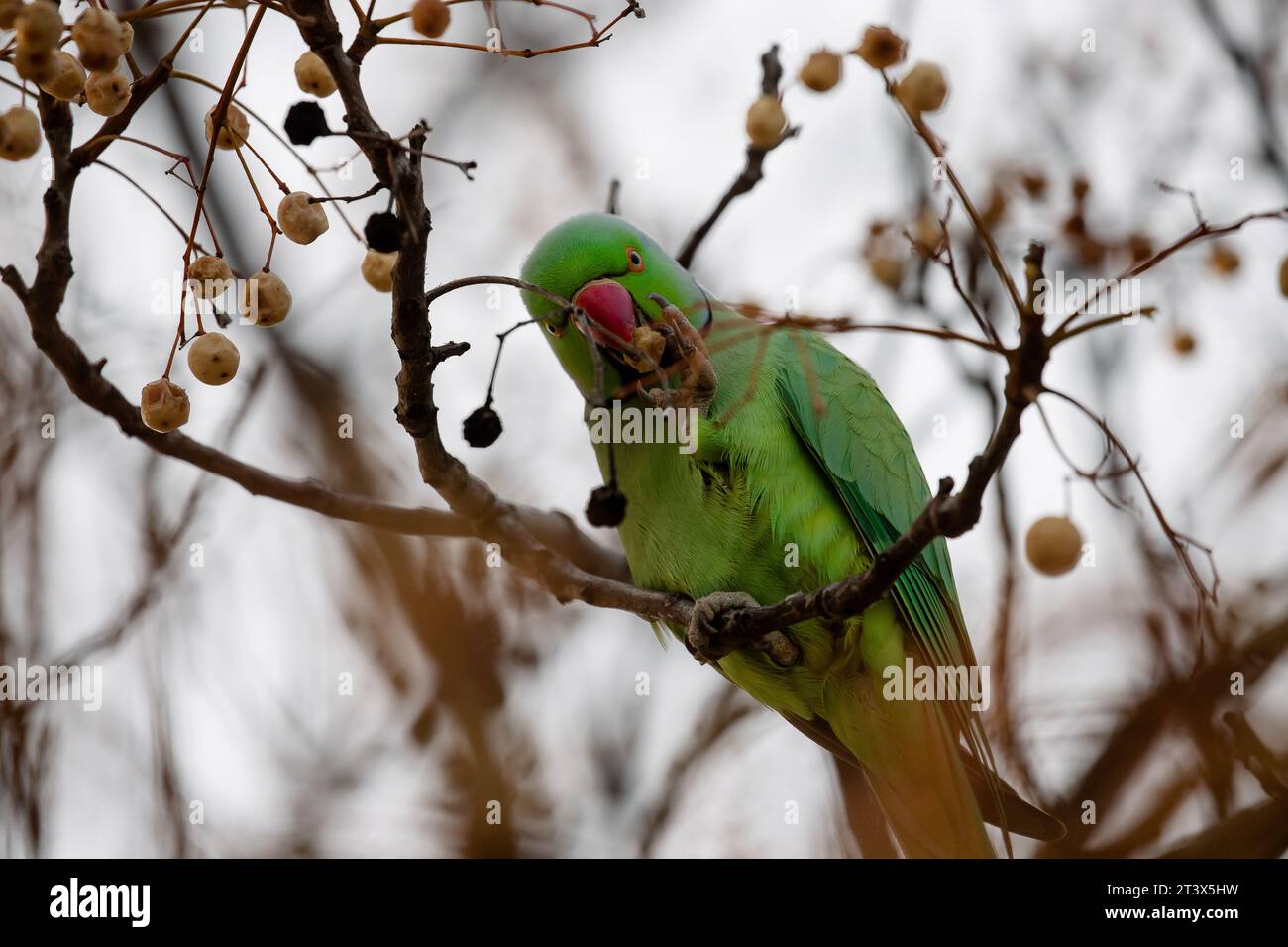 Parakeet rosé se nourrissant de la branche d'un arbre à Madrid, cet oiseau est une espèce envahissante Banque D'Images