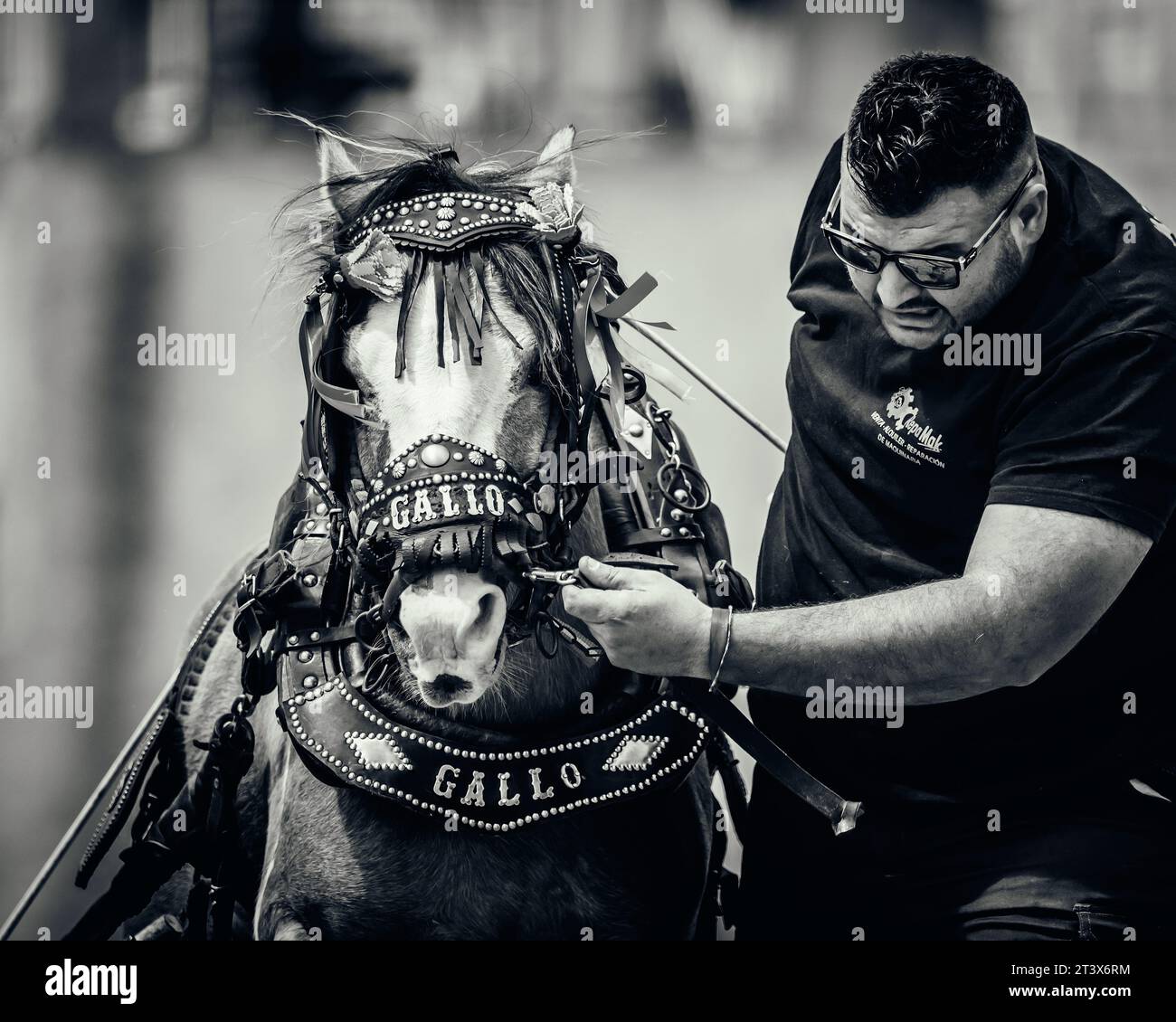 Jeune grand homme avec petit cheval Banque D'Images