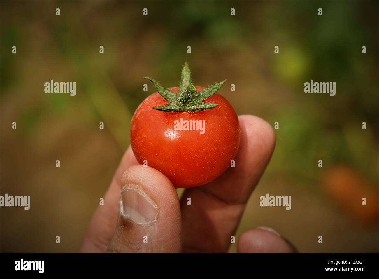 Légumes biologiques de la ferme de Dubaï. Banque D'Images