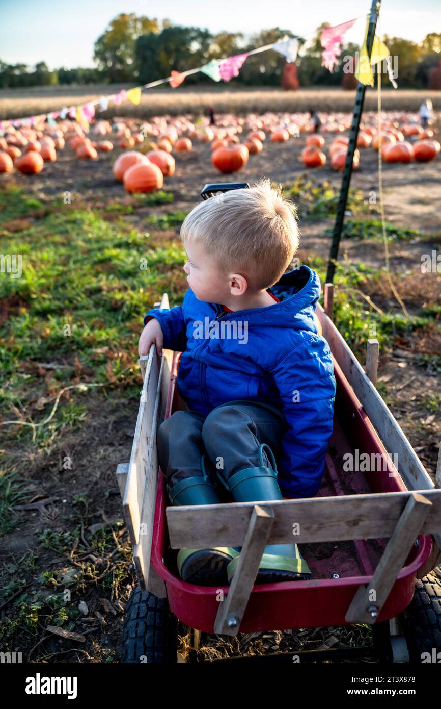 Tout-petit garçon regardant loin tout en étant assis dans un wagon à Pumpkin Patch Banque D'Images