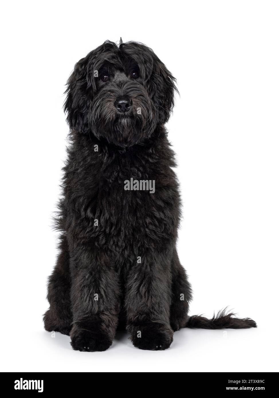 Magnifique jeune chien noir Labradoodle, assis face à la caméra. Regarder directement à la caméra. Isolé sur fond blanc. Banque D'Images