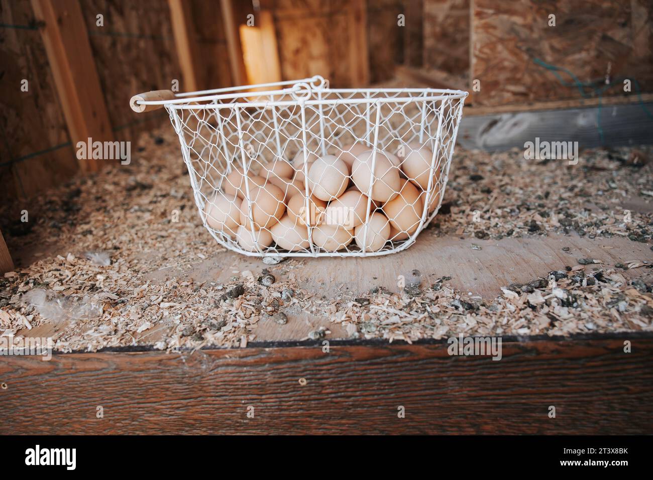 Panier d'œufs frais de la ferme dans la coopérative Banque D'Images