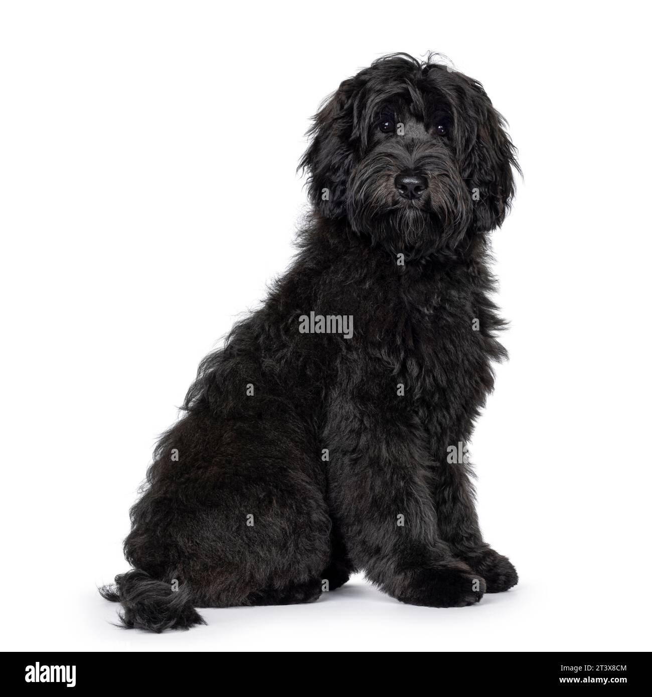 Magnifique jeune chien noir Labradoodle, assis sur le côté. Regarder directement à la caméra. Isolé sur fond blanc. Banque D'Images