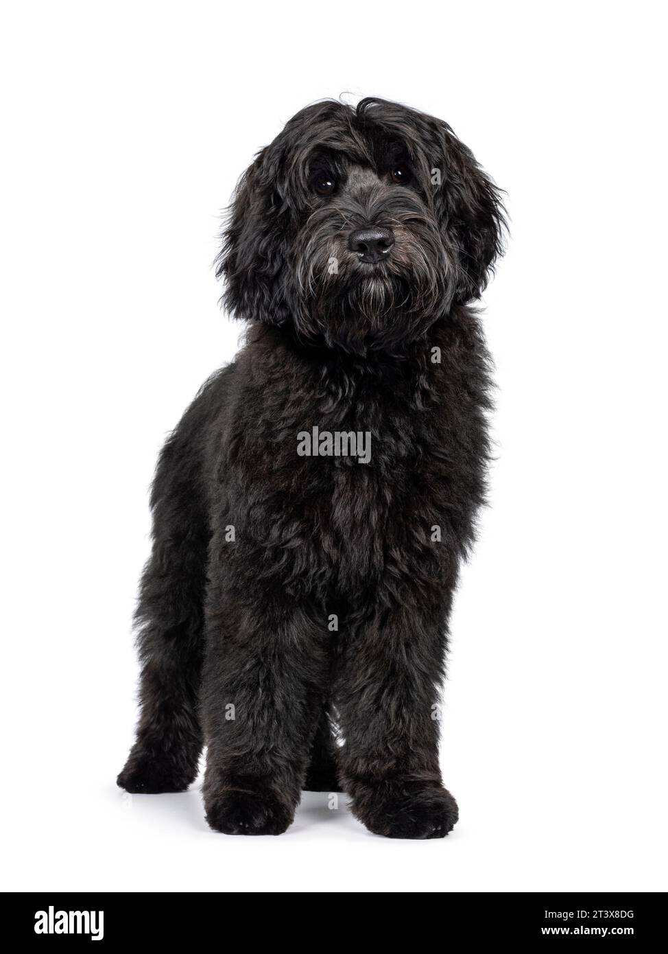 Magnifique jeune chien noir Labradoodle, debout face à l'avant. Regarder directement à la caméra. Isolé sur fond blanc. Banque D'Images
