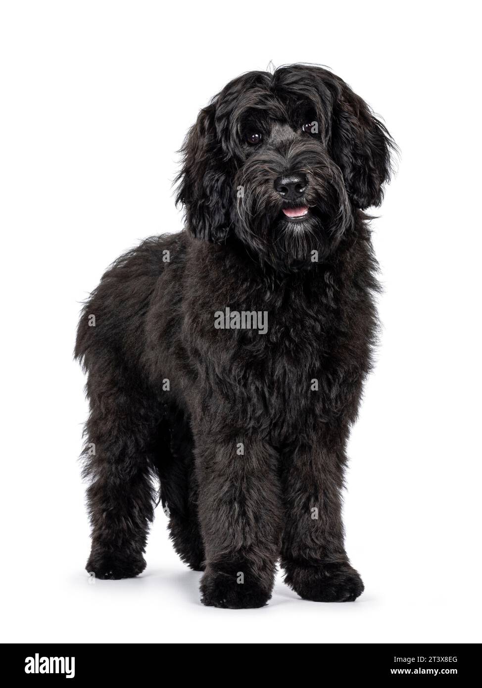 Magnifique jeune chien noir Labradoodle, debout face à l'avant avec la bouche ouverte souriante. Regarder directement à la caméra. Isolé sur fond blanc. Banque D'Images