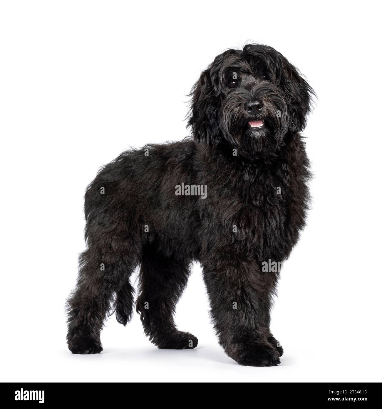 Magnifique jeune chien noir Labradoodle, debout sur le côté avec la bouche ouverte souriante. Regarder directement à la caméra. Isolé sur fond blanc. Banque D'Images