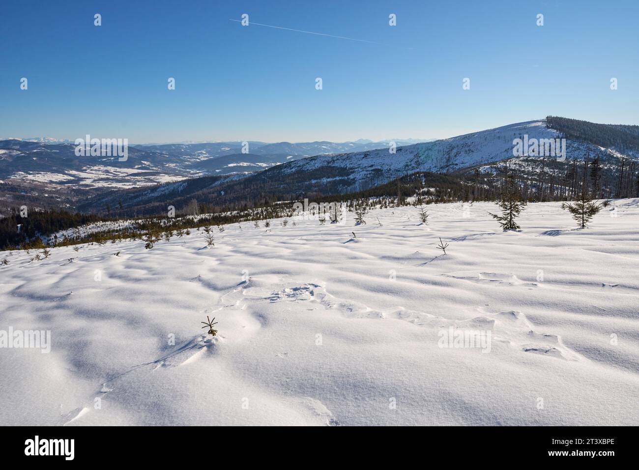 lea enneigée et Barania Gora, 1 220 mètres dans la chaîne européenne Silésienne Beskid Mountains, Pologne, ciel bleu clair en 2022 froide journée d'hiver ensoleillée le mois de février Banque D'Images