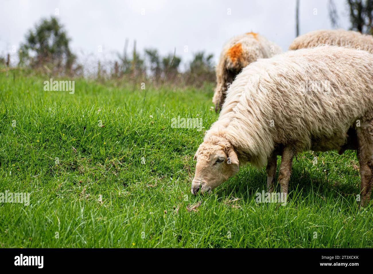 Photo d'un mouton (Ovis aries) paissant dans une prairie Banque D'Images