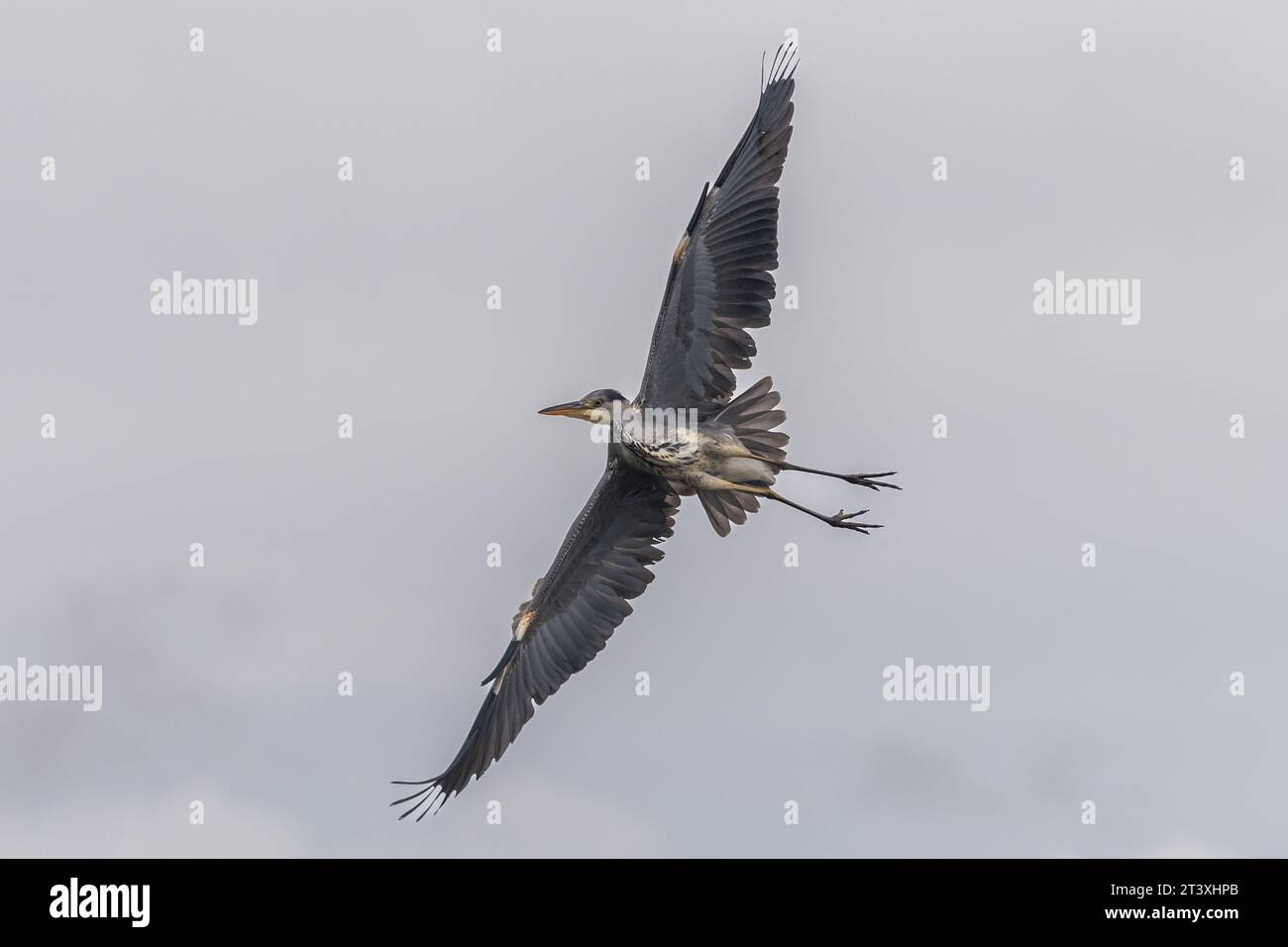 Bantry, West Cork, Irlande. 25 octobre 2023. Par un début de journée froid et brumeux à Bantry, un héron gris (Ardea cinerea) cherche des poissons dans la baie de Bantry. Banque D'Images