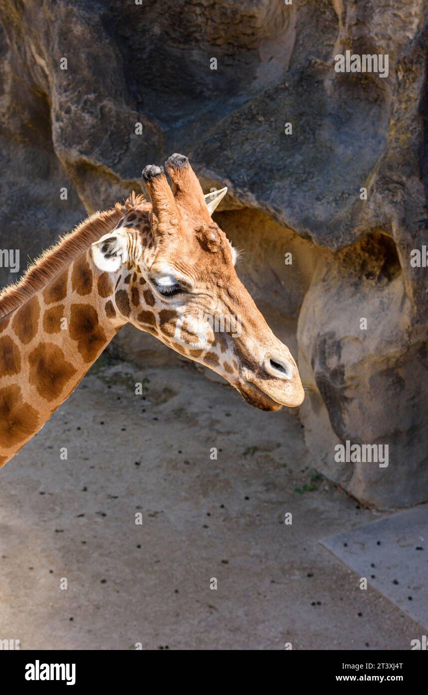 Tête de girafe au Taronga Zoo Sydney, Mosman, Nouvelle-Galles du Sud, Australie Banque D'Images