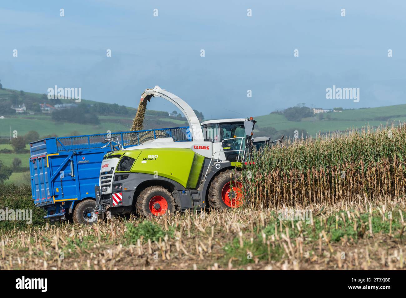 Mark Troy Agricultural Contractors, West Cork, Irlande, récolte le maïs à l'aide d'une moissonneuse-batteuse Claas Jaguar 990 pour un rendement de 25 tonnes par acre. Banque D'Images