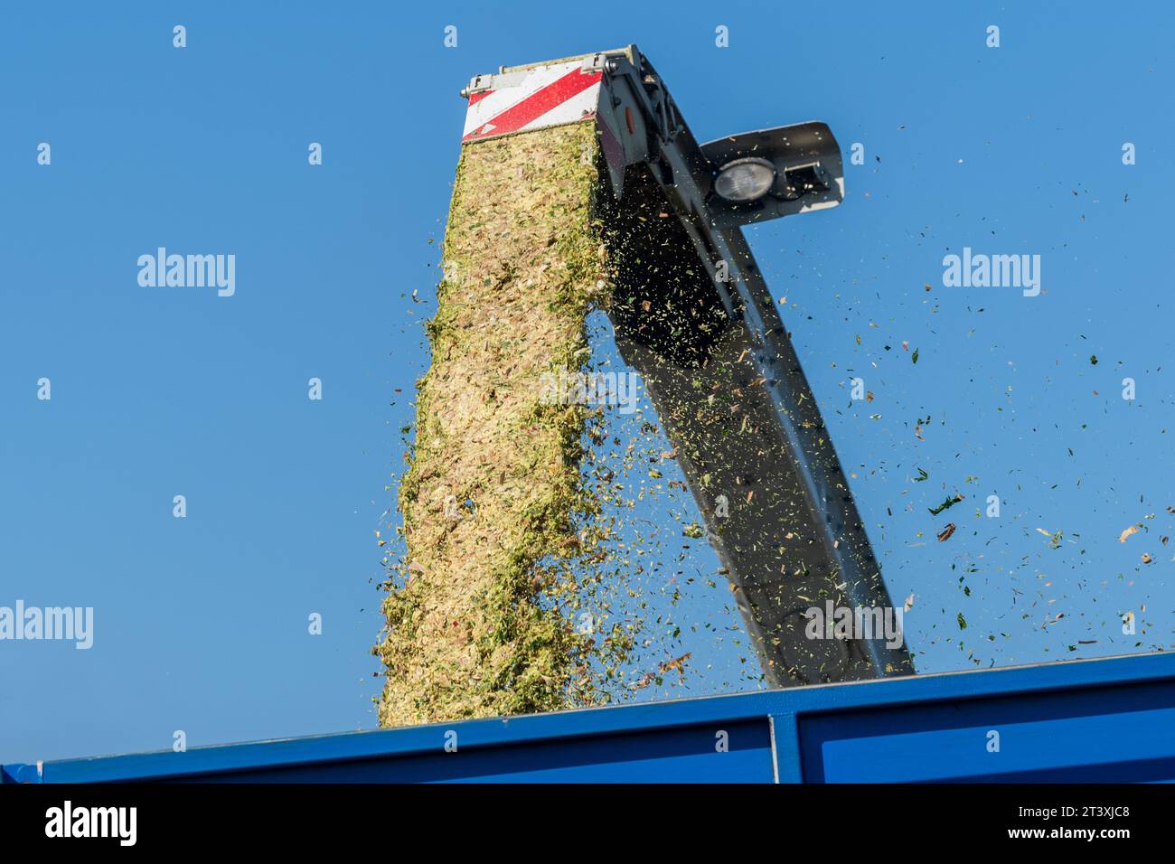 Mark Troy Agricultural Contractors, West Cork, Irlande, récolte le maïs à l'aide d'une moissonneuse-batteuse Claas Jaguar 990 pour un rendement de 25 tonnes par acre. Banque D'Images