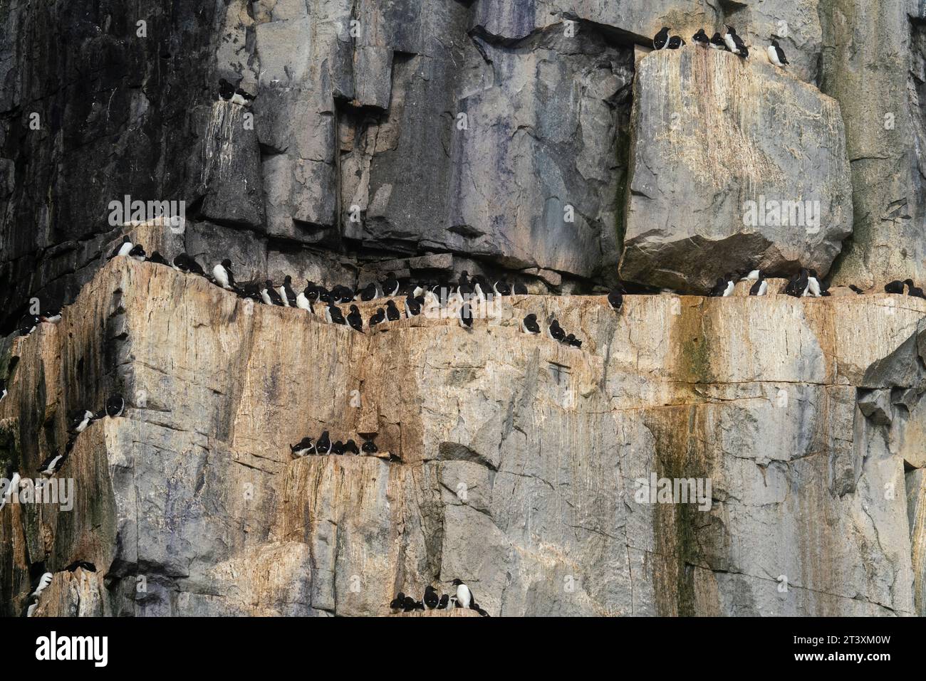 Guillemots de Bruennich (Uria lomvia), Alkefjellet, Spitsbergen, Iles Svalbard, Norvège. Banque D'Images