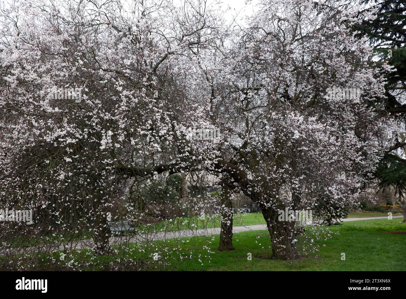 Les fleurs fleurissent alors que les gens passent leur temps à Regent’s Park, à Londres. Banque D'Images