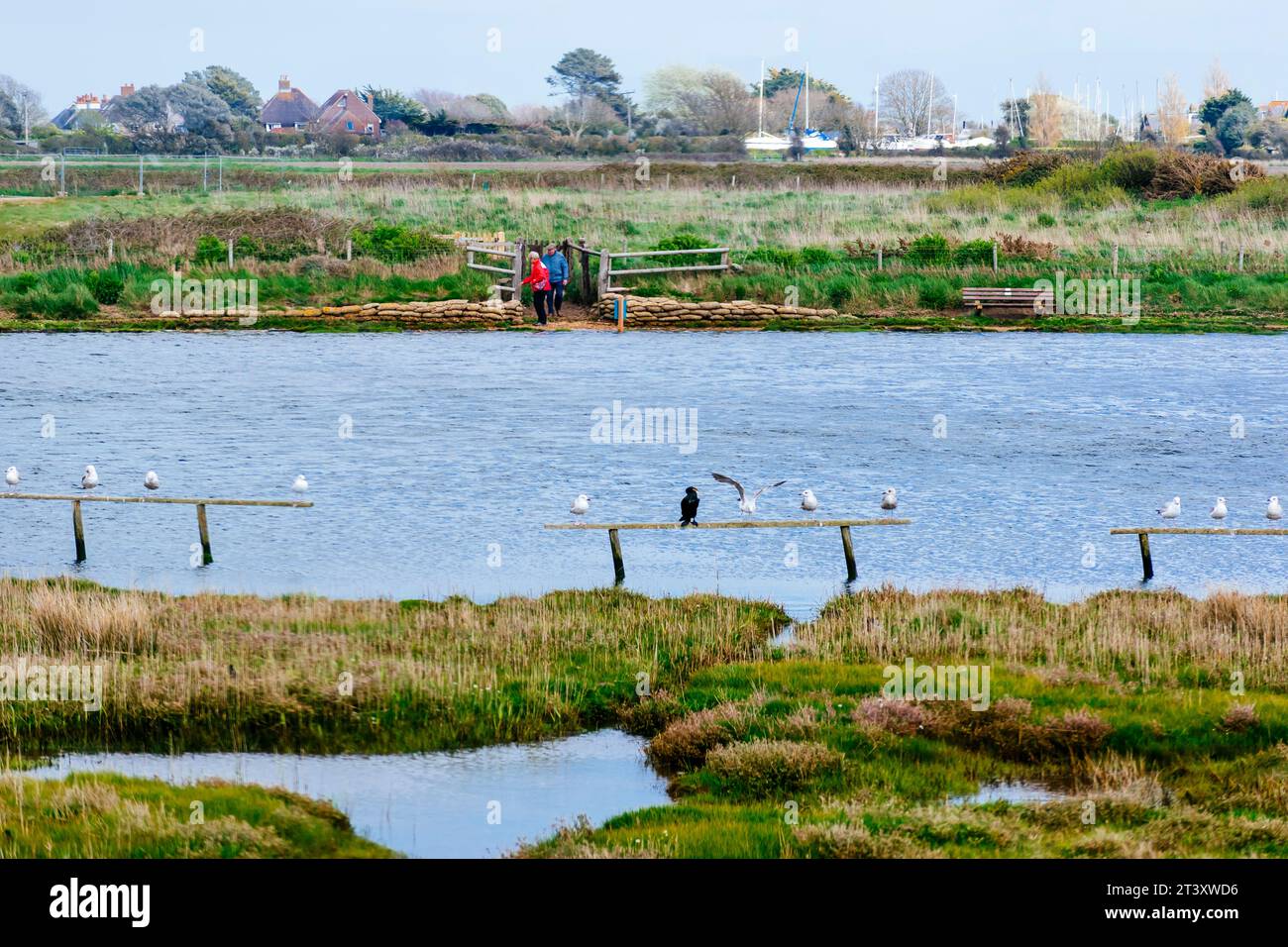 Sturt Pond est une réserve naturelle locale de 10,9 hectares à Milford on Sea dans le Hampshire. Il est détenu et géré par Milford on Sea Parish Council. Milford on Banque D'Images