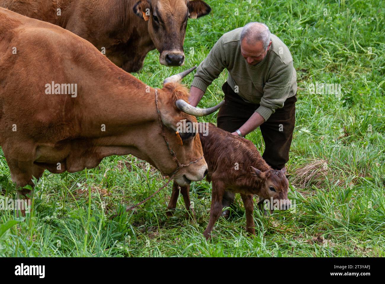 Veau nouveau-né et agriculteur dans les Asturies en Espagne Banque D'Images