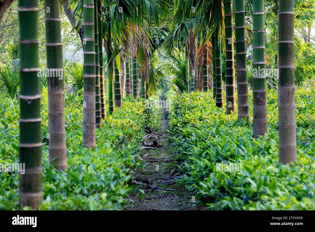 Plantation de thé, entourée de palmiers Assam dans le nord-est de l'Inde Banque D'Images