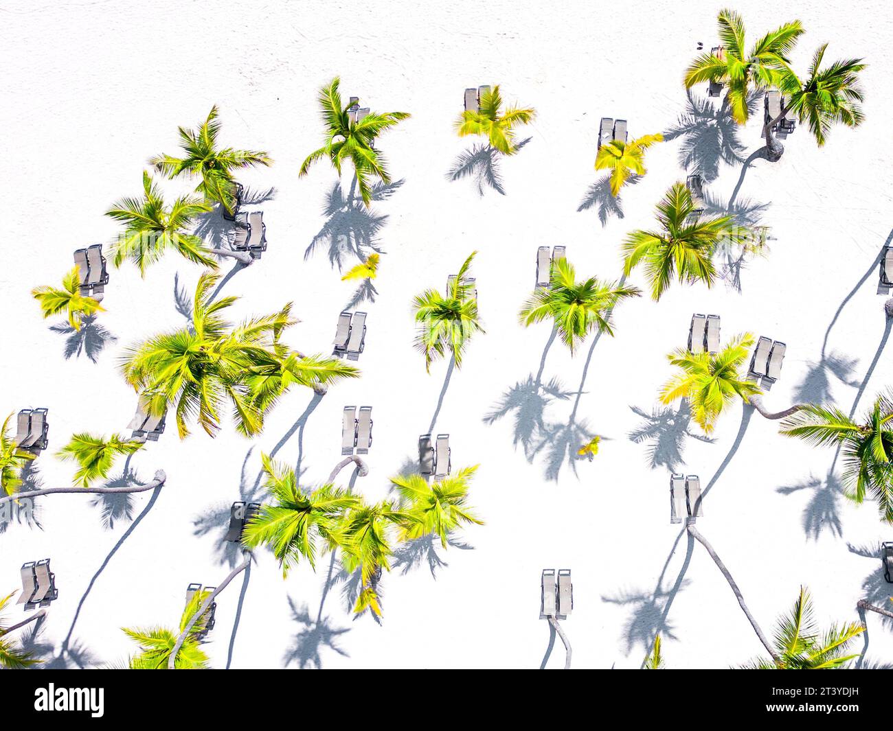 Vue aérienne de dessus des chaises longues à l'ombre sous les palmiers sur le sable blanc d'une plage tropicale dans tout compris Resort et hôtel. Banque D'Images