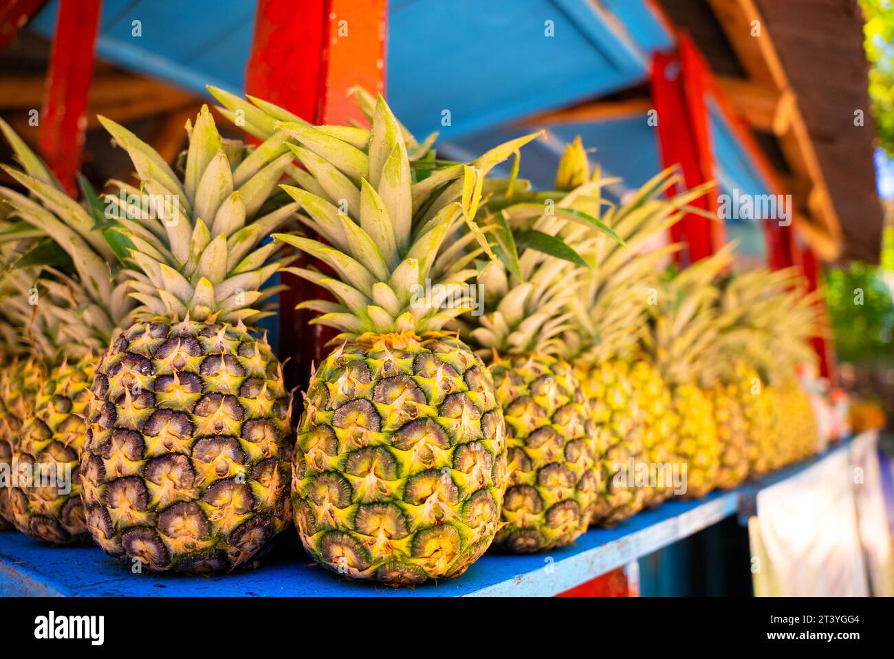 Gros plan des ananas jaunes mûrs sur le comptoir coloré d'un magasin de fruits dans le pays tropical. Jus frais et vitamines Banque D'Images