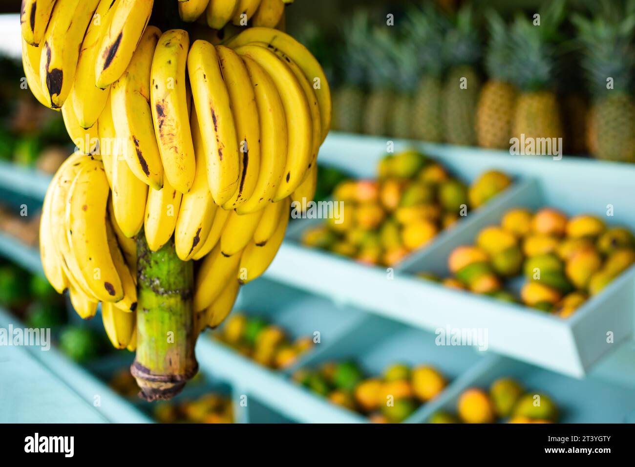 Branche de bananes jaunes vives mûres fraîches pend sur le fond d'un comptoir de magasin de fruits avec des fruits tropicaux brouillés mangue et ananas. Banque D'Images