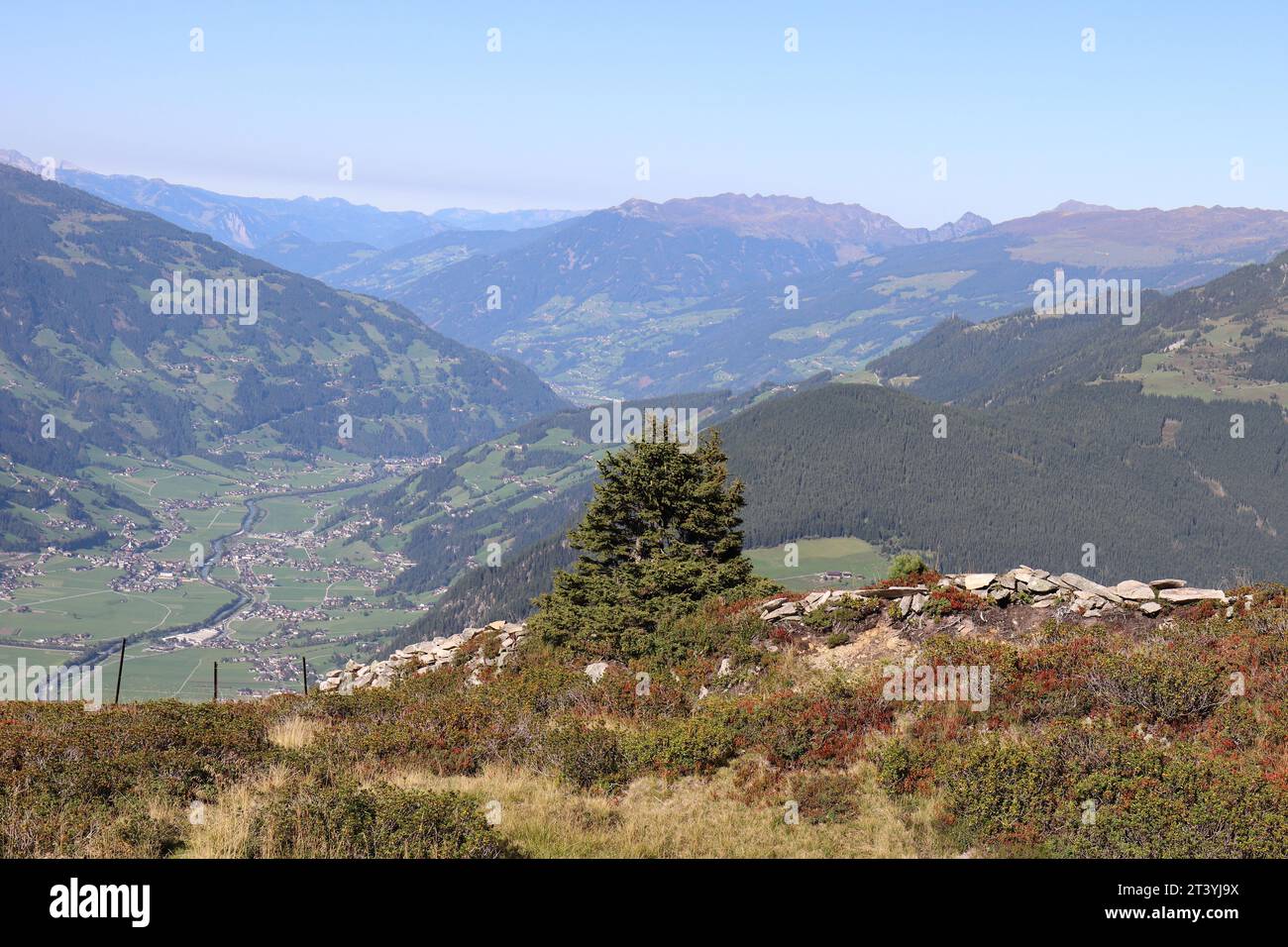 Vue depuis le plateau d'Ahorn dans le Zillertal avec un conifère au premier plan Banque D'Images