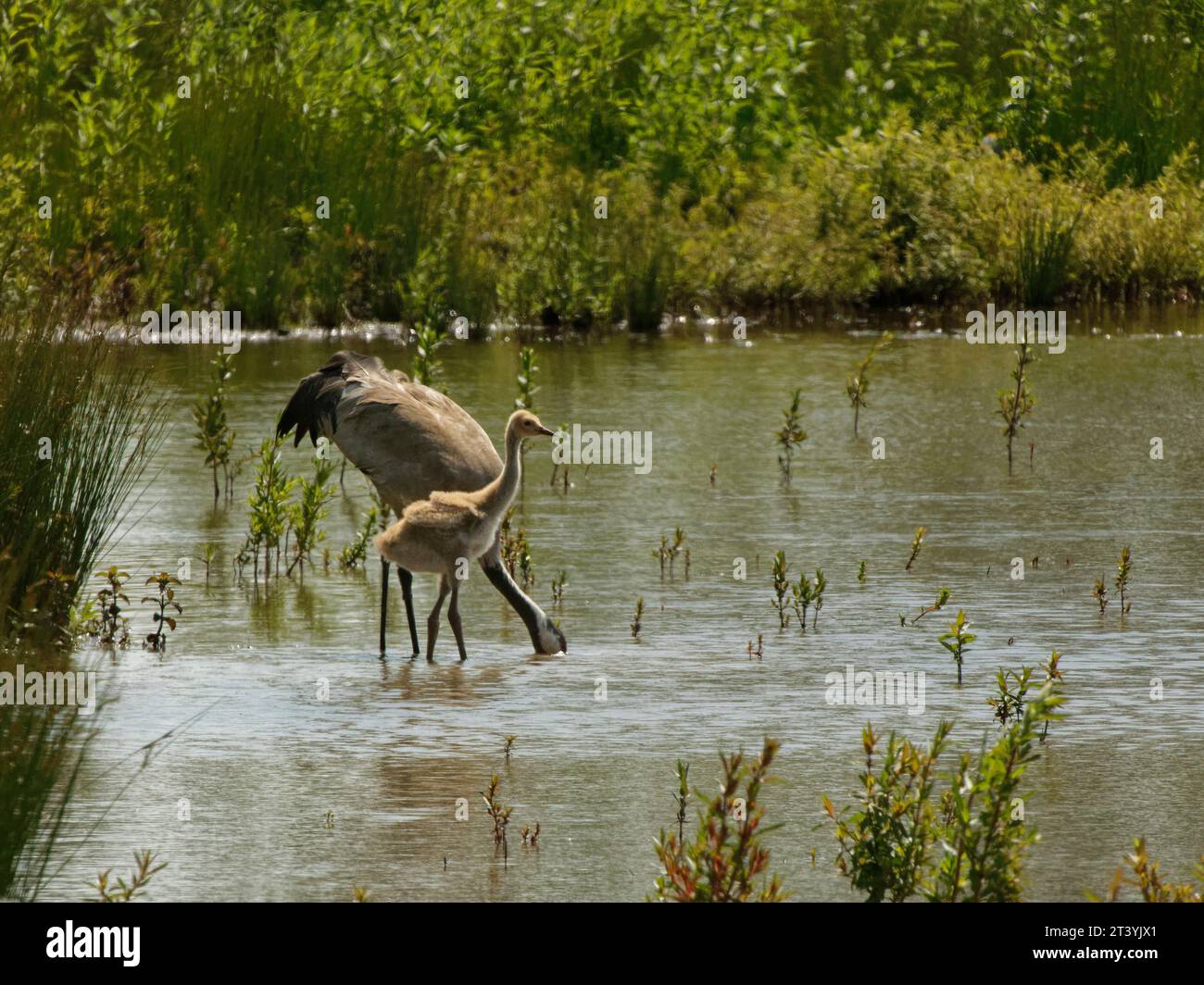 Grue commune / eurasienne (Grus grus) parent et poussin se nourrissant dans une piscine marécageuse, Slimbridge, Gloucestershire, Royaume-Uni, juin. Banque D'Images